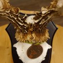 Rehgeweih Medaillenklasse Bronze 370 g CIC 108,40 IP HL bis 20,7 cm kapitaler Bock Reh Geweih Gehörn Schild