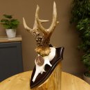 Rehgeweih Medaillenklasse Bronze 370 g CIC 108,40 IP HL bis 20,7 cm kapitaler Bock Reh Geweih Gehörn Schild