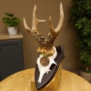 Rehgeweih Medaillenklasse Bronze 370 g CIC 108,40 IP HL bis 20,7 cm kapitaler Bock Reh Geweih Gehörn Schild