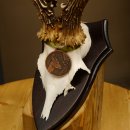 Rehgeweih Medaillenklasse Bronze 370 g CIC 108,40 IP HL bis 20,7 cm kapitaler Bock Reh Geweih Gehörn Schild