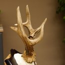 Rehgeweih Medaillenklasse Bronze 370 g CIC 108,40 IP HL bis 20,7 cm kapitaler Bock Reh Geweih Gehörn Schild