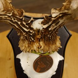 Rehgeweih Medaillenklasse Bronze 370 g CIC 108,40 IP HL bis 20,7 cm kapitaler Bock Reh Geweih Gehörn Schild