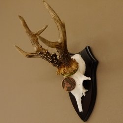 Rehgeweih Medaillenklasse Bronze 370 g CIC 108,40 IP HL bis 20,7 cm kapitaler Bock Reh Geweih Gehörn Schild