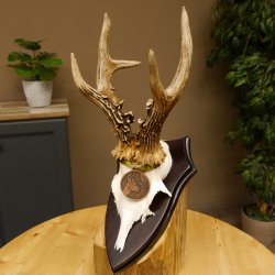 Rehgeweih Medaillenklasse Bronze 370 g CIC 108,40 IP HL bis 20,7 cm kapitaler Bock Reh Geweih Gehörn Schild