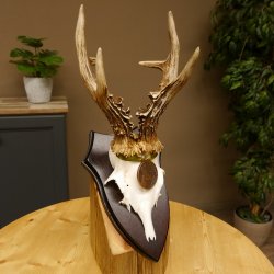 Rehgeweih Medaillenklasse Bronze 370 g CIC 108,40 IP HL bis 20,7 cm kapitaler Bock Reh Geweih Gehörn Schild