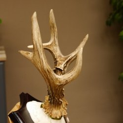 Rehgeweih Medaillenklasse Bronze 370 g CIC 108,40 IP HL bis 20,7 cm kapitaler Bock Reh Geweih Gehörn Schild