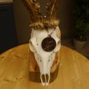 Rehgeweih Medaillenklasse Bronze 440 g CIC 109,8 IP HL max. 24,6 cm kapitaler Bock Reh Geweih Gehörn