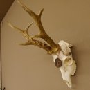 Rehgeweih Medaillenklasse Bronze 440 g CIC 109,8 IP HL...