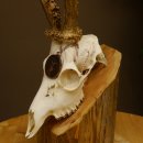 Rehgeweih Medaillenklasse Bronze 440 g CIC 109,8 IP HL max. 24,6 cm kapitaler Bock Reh Geweih Gehörn