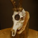 Rehgeweih Medaillenklasse Bronze 440 g CIC 109,8 IP HL max. 24,6 cm kapitaler Bock Reh Geweih Gehörn