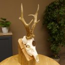 Rehgeweih Medaillenklasse Bronze 440 g CIC 109,8 IP HL max. 24,6 cm kapitaler Bock Reh Geweih Gehörn