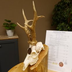 Rehgeweih Medaillenklasse Bronze 440 g CIC 109,8 IP HL max. 24,6 cm kapitaler Bock Reh Geweih Gehörn