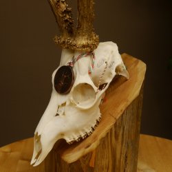 Rehgeweih Medaillenklasse Bronze 440 g CIC 109,8 IP HL max. 24,6 cm kapitaler Bock Reh Geweih Gehörn