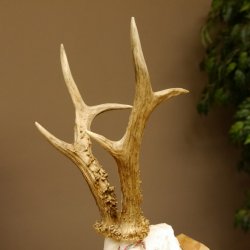 Rehgeweih Medaillenklasse Bronze 440 g CIC 109,8 IP HL max. 24,6 cm kapitaler Bock Reh Geweih Gehörn