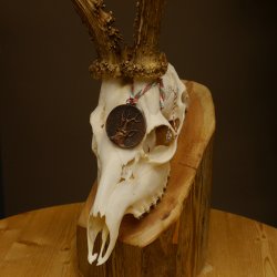 Rehgeweih Medaillenklasse Bronze 440 g CIC 109,8 IP HL max. 24,6 cm kapitaler Bock Reh Geweih Gehörn