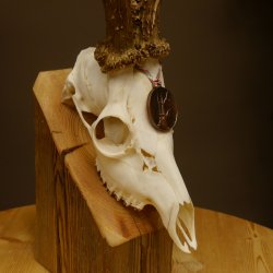 Rehgeweih Medaillenklasse Bronze 440 g CIC 109,8 IP HL max. 24,6 cm kapitaler Bock Reh Geweih Gehörn