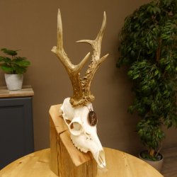 Rehgeweih Medaillenklasse Bronze 440 g CIC 109,8 IP HL max. 24,6 cm kapitaler Bock Reh Geweih Gehörn