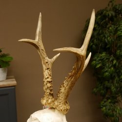 Rehgeweih Medaillenklasse Bronze 440 g CIC 109,8 IP HL max. 24,6 cm kapitaler Bock Reh Geweih Gehörn