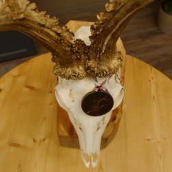 Rehgeweih Medaillenklasse Bronze 440 g CIC 109,8 IP HL max. 24,6 cm kapitaler Bock Reh Geweih Gehörn