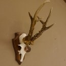 Rehgeweih Medaillenklasse Bronze 360 g CIC 109,98 IP HL...