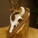 Rehgeweih Medaillenklasse Bronze 360 g CIC 109,98 IP HL max. 27,2 cm kapitaler Bock Reh Geweih Gehörn