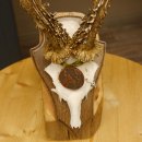 Rehgeweih Medaillenklasse Bronze 360 g CIC 109,98 IP HL max. 27,2 cm kapitaler Bock Reh Geweih Gehörn