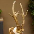 Rehgeweih Medaillenklasse Bronze 360 g CIC 109,98 IP HL max. 27,2 cm kapitaler Bock Reh Geweih Gehörn