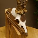 Rehgeweih Medaillenklasse Bronze 360 g CIC 109,98 IP HL max. 27,2 cm kapitaler Bock Reh Geweih Gehörn