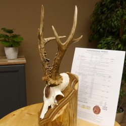 Rehgeweih Medaillenklasse Bronze 360 g CIC 109,98 IP HL max. 27,2 cm kapitaler Bock Reh Geweih Gehörn