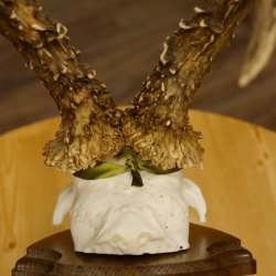 Rehgeweih Medaillenklasse Bronze 360 g CIC 109,98 IP HL max. 27,2 cm kapitaler Bock Reh Geweih Gehörn