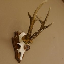 Rehgeweih Medaillenklasse Bronze 360 g CIC 109,98 IP HL max. 27,2 cm kapitaler Bock Reh Geweih Gehörn