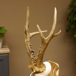 Rehgeweih Medaillenklasse Bronze 360 g CIC 109,98 IP HL max. 27,2 cm kapitaler Bock Reh Geweih Gehörn