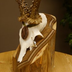 Rehgeweih Medaillenklasse Bronze 360 g CIC 109,98 IP HL max. 27,2 cm kapitaler Bock Reh Geweih Gehörn