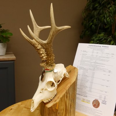 Rehgeweih Medaillenklasse Bronze 455 g CIC 112,10 IP HL max. 22,8 cm kapitaler Bock Reh Geweih Gehörn Schild