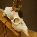 Rehgeweih Medaillenklasse Bronze 455 g CIC 112,10 IP HL max. 22,8 cm kapitaler Bock Reh Geweih Gehörn Schild