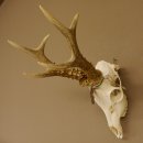 Rehgeweih Medaillenklasse Bronze 455 g CIC 112,10 IP HL...