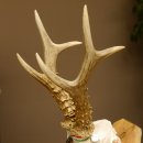 Rehgeweih Medaillenklasse Bronze 455 g CIC 112,10 IP HL max. 22,8 cm kapitaler Bock Reh Geweih Gehörn Schild