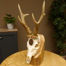 Rehgeweih Medaillenklasse Bronze 455 g CIC 112,10 IP HL max. 22,8 cm kapitaler Bock Reh Geweih Gehörn Schild