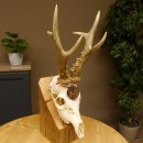 Rehgeweih Medaillenklasse Bronze 455 g CIC 112,10 IP HL max. 22,8 cm kapitaler Bock Reh Geweih Gehörn Schild