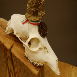 Rehgeweih Medaillenklasse Bronze 455 g CIC 112,10 IP HL max. 22,8 cm kapitaler Bock Reh Geweih Gehörn Schild