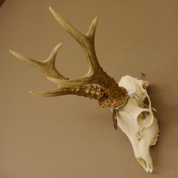 Rehgeweih Medaillenklasse Bronze 455 g CIC 112,10 IP HL max. 22,8 cm kapitaler Bock Reh Geweih Gehörn Schild