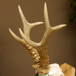 Rehgeweih Medaillenklasse Bronze 455 g CIC 112,10 IP HL max. 22,8 cm kapitaler Bock Reh Geweih Gehörn Schild