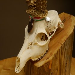 Rehgeweih Medaillenklasse Bronze 455 g CIC 112,10 IP HL max. 22,8 cm kapitaler Bock Reh Geweih Gehörn Schild