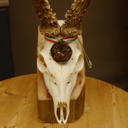 Rehgeweih Medaillenklasse Bronze 455 g CIC 112,10 IP HL max. 22,8 cm kapitaler Bock Reh Geweih Gehörn Schild