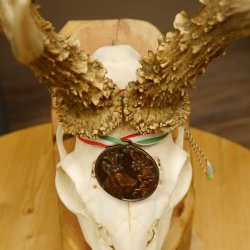 Rehgeweih Medaillenklasse Bronze 455 g CIC 112,10 IP HL max. 22,8 cm kapitaler Bock Reh Geweih Gehörn Schild