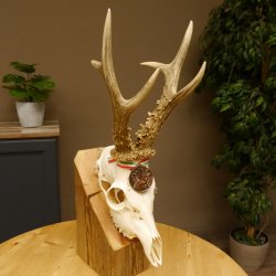 Rehgeweih Medaillenklasse Bronze 455 g CIC 112,10 IP HL max. 22,8 cm kapitaler Bock Reh Geweih Gehörn Schild