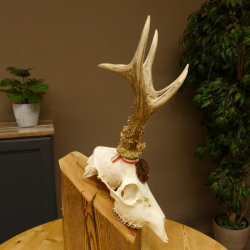 Rehgeweih Medaillenklasse Bronze 455 g CIC 112,10 IP HL max. 22,8 cm kapitaler Bock Reh Geweih Gehörn Schild