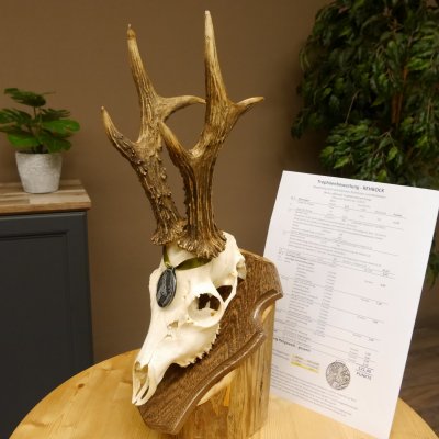 Rehgeweih Medaillenklasse Silber 495 g CIC 121,4 IP HL max. 23 cm hochkapitaler Bock Reh Geweih Gehörn Schild