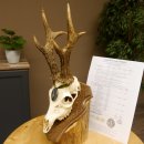 Rehgeweih Medaillenklasse Silber 495 g CIC 121,4 IP HL...