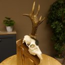 Rehgeweih Medaillenklasse Silber 495 g CIC 121,4 IP HL max. 23 cm hochkapitaler Bock Reh Geweih Gehörn Schild